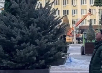 На Центральній площі Ірпеня висадили 20 блакитних ялинок, які були закуплені за кошти благодійників, фото – Київщіна