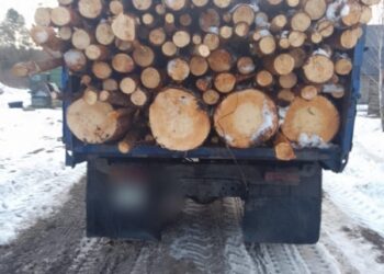 Екоінспектори затримали автомобіль із краденою деревиною – Суми та область