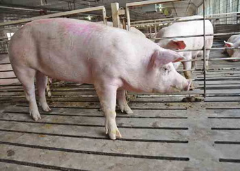 Стрептокоз небезпечний для свиней і людей, які контактують із ними – Економіка