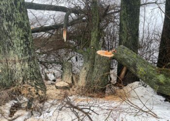 На Білопільщині поліцейські припинили незаконний поруб дерев – Суми та область