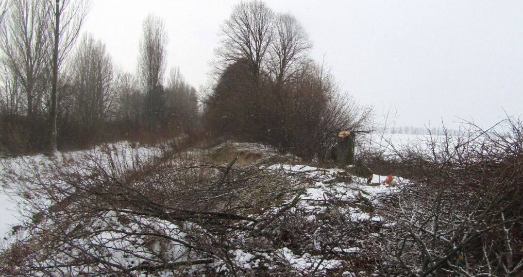 На Бориспільщині “чорні лісоруби” зрізали дерева на майже 2,5 млн грн (ФОТО)