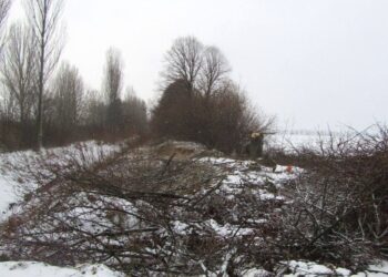 На Бориспільщині “чорні лісоруби” зрізали дерева на майже 2,5 млн грн (ФОТО)