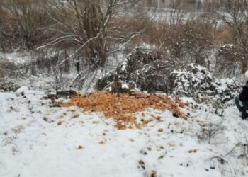 На Сумщині екоінспектори знайшли нелегальні сміттєзвалища – Суми та область