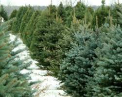 На Сумщині розпочали продаж новорічних дерев – Суми та область