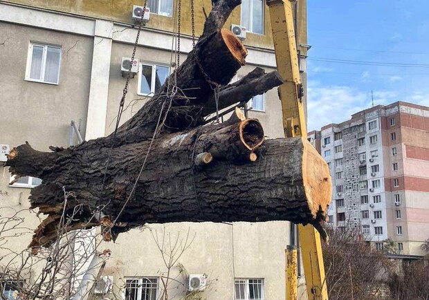 Непогода в Одессе 26 декабря: упавшие деревья и ветки до сих пор остаются на улицах