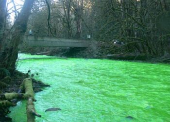 Річка Протока в Білій Церкві позеленіла: що кажуть в поліції