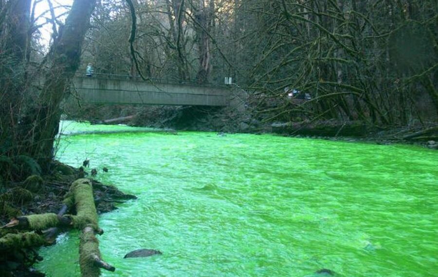 Річка Протока в Білій Церкві позеленіла: що кажуть в поліції