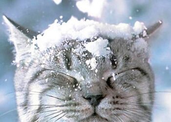 Сніг та ожеледиця. Якою сьогодні буде погода у Львові – Перший львівській портал