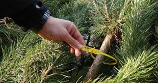 Сумська поліція вилучила 50 незаконно зрубаних дерев – Суми та область