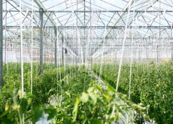 В теплиці за 68 млн євро на Львівщині будуть вирощувати овочі – Перший львівській портал