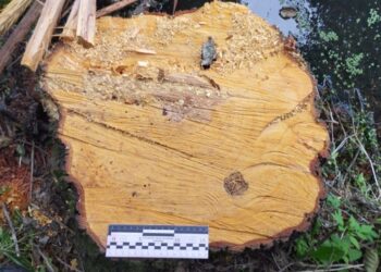 Житель Охтирщини має сплатити 68 тис. грн за незаконний поруб – Суми та область