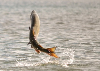 Опубліковані перші лоти на вилов риби в Канівському й Київському водосховищах – Економіка