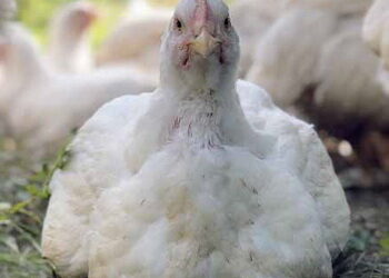 Імунокомплексні вакцини зупиняють поширення інфекційної бурсальної хвороби – Економіка