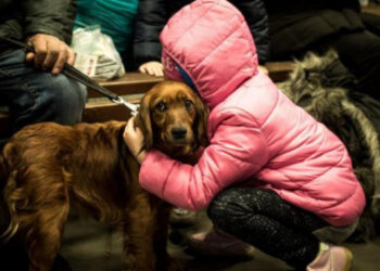 В Україні дозволили перебувати в укриттях із домашніми тваринами | Київщіна