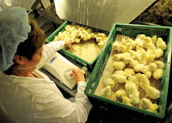 Особливості використання вакцин для птиці – Економіка