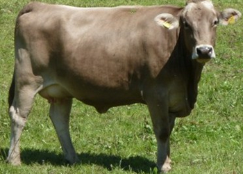 Асоціацію селекціонерів бурої худоби України створили на Сумщині – Економіка