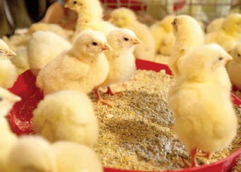 Бетаїн запобігає втраті води організмом – Економіка