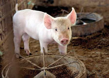 «Насташка» варіює раціони свиней, виходячи з наявної сировини – Економіка