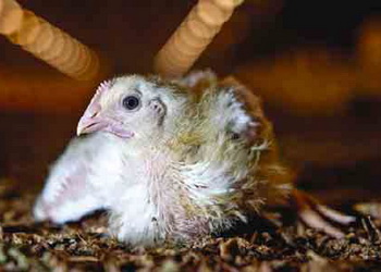 Зараження сальмонелою в птахівництві відбувається двома шляхами – Економіка