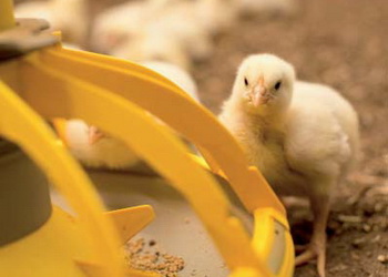 Вітамін D додають до раціону птиці в кристалічній формі – Економіка