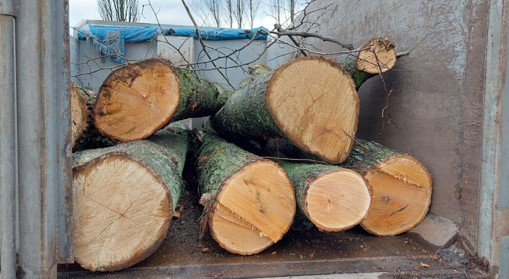 Завдали шкоди на понад 2,4 млн грн: на Бориспільщині судитимуть чорних лісорубів, фото – Київщіна