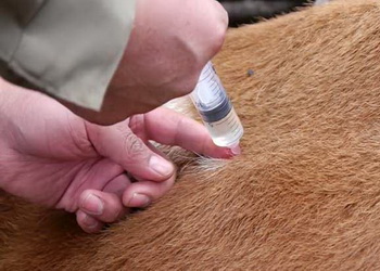 Живі вакцини проти інфекційного ринотрахеїту й вірусної діареї ВРХ: є нюанси – Економіка