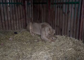 На Київщині левиця отримала контузію внаслідок ранкової атаки рф