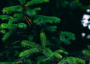 У Львові з 8 січня забиратимуть ялинки на перероблення – Перший львівській портал