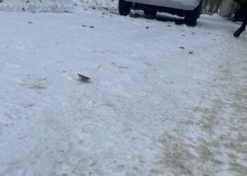 У Сумах на парковці перинатального центру на Троїцькій орудують вандали – Суми та область