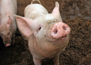 Фумонізин порушує імунну систему свиней й негативно впливає на печінку – Економіка