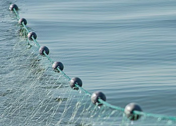 Оголошено аукціони на вилов риби у Кременчуцькому водосховищі – Економіка