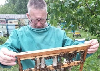 На Чернігівщині зареєстровано 1746 пасік – Економіка