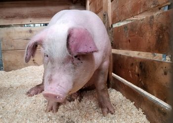 На Буковині зафіксовано випадок АЧС – Економіка