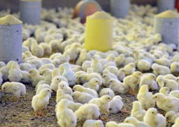Як поліпшити використання кальцію та фосфору в раціоні бройлерів – Економіка