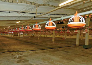 Профілактичну дезінвазію в пташнику часто поєднують із дезінфекцією – Економіка