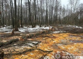 На Конотопщині чоловік спиляв дерева на території природно-заповідного фонду – Суми та область