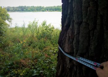 Петиція на захист дубів у Сумах набрала необхідну кількість голосів – Суми та область