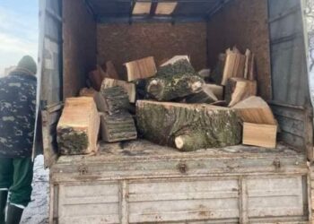 Сумчани через петицію закликають захистити багатовікові дуби біля озера Чеха – Суми та область
