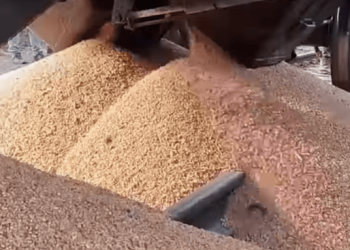 В ГУР МО прокоментували розсипане поляками українське зерно