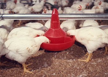 Як коригувати тривалість фаз годівлі бройлерів без зниження продуктивності – Економіка