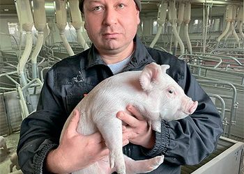 «Генесус Україна» вироблятиме племінних свинок і кнурів на Київщині – Економіка