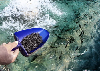 Виробники лососевих видів риб зможуть отримати корми від ФАО – Економіка