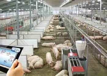 Свиноматок утримують у стабільних або динамічних групах – Економіка