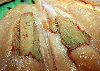 Що провокує зелену грудку в курячій тушці – Економіка