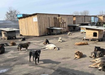 Сумські зоозахисники проводять акцію «Шматочок м’яса для пухнастого друга» – Суми та область