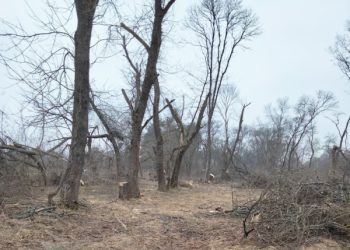 У Шостці невідомі зрубали 66 дерев – Суми та область
