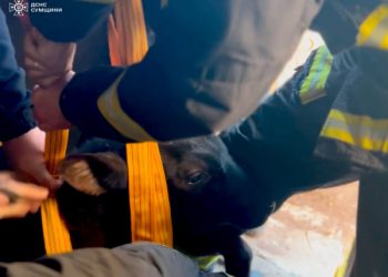 У Шостці рятувальники допомогли господарям підняти теля з підвалу – Суми та область