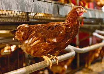 Які переломи кісток найчайстіше діагностують у птиці – Економіка