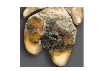 Поліпшення стану кігтів свиноматок знижує відсоток кульгавих тварин – Економіка