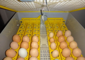 На початку інкубації швидкість руху повітря не повинна бути високою – Економіка